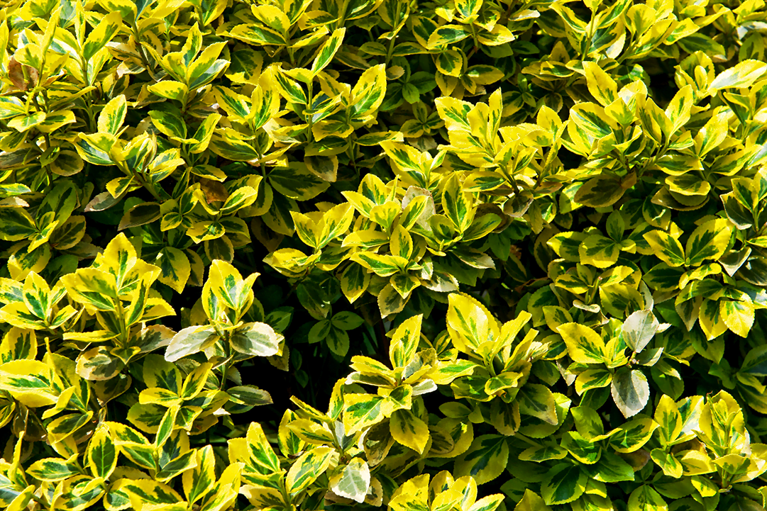 emerald gold euonymus