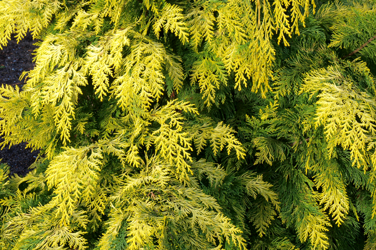 gold thread cypress