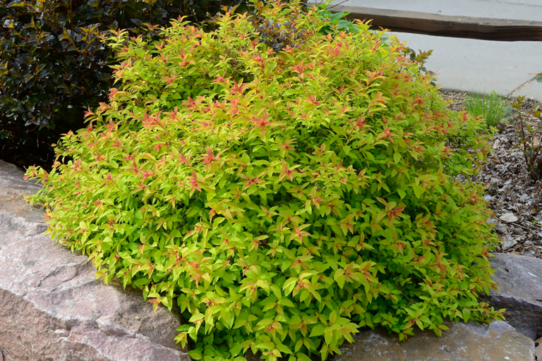 goldflame spirea