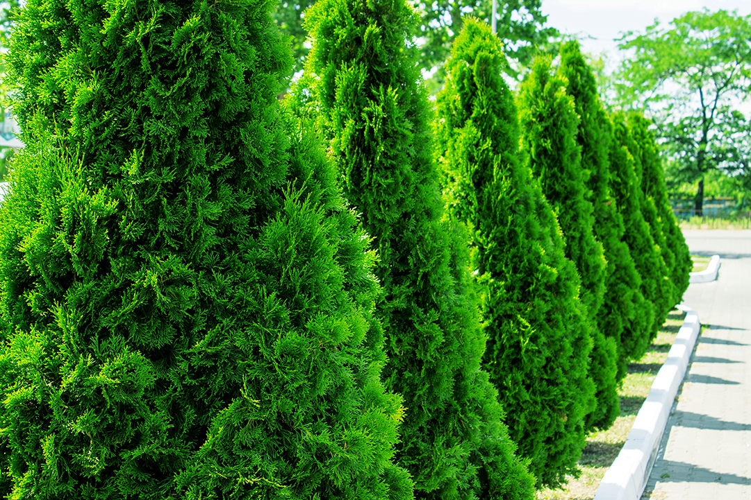 green giant arborvitae