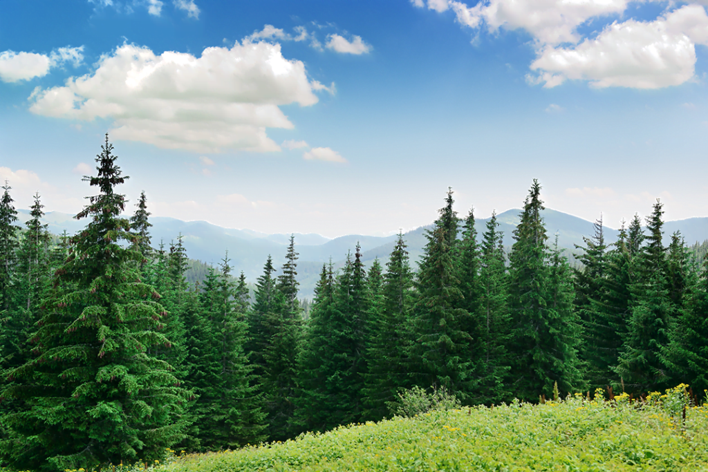 norway spruce