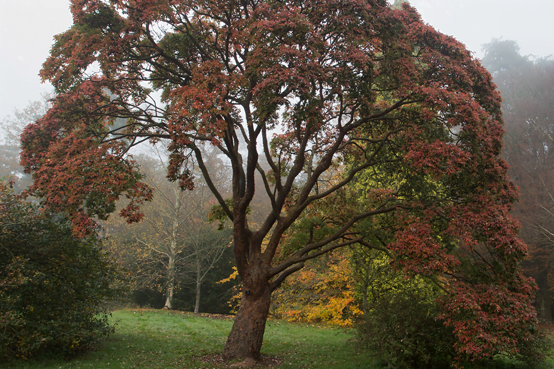 paperbark maple