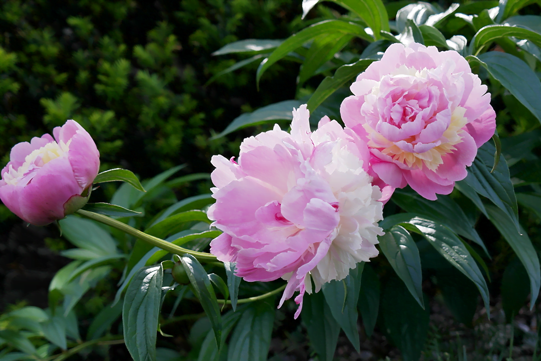 peony