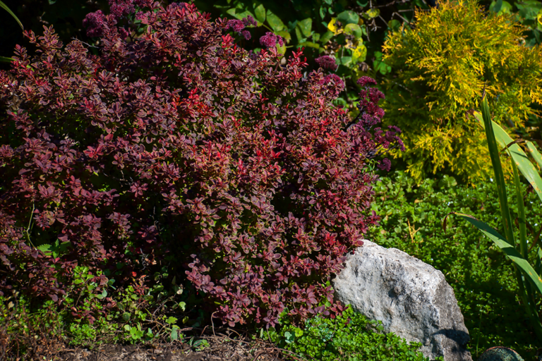 pygmy barberry