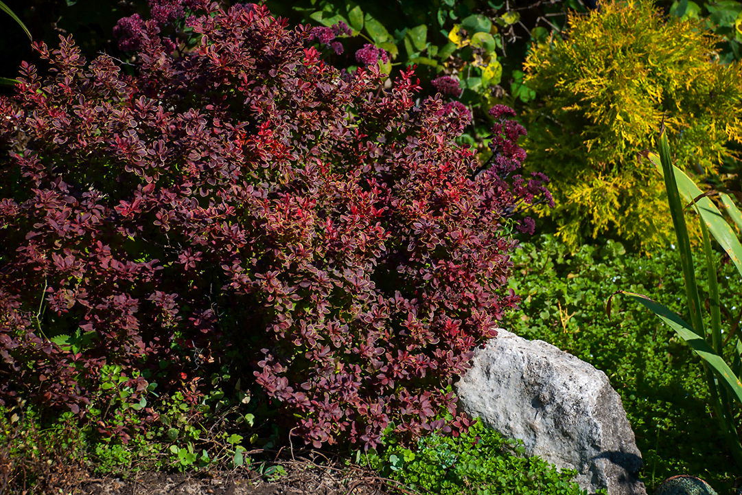 pygmy barberry