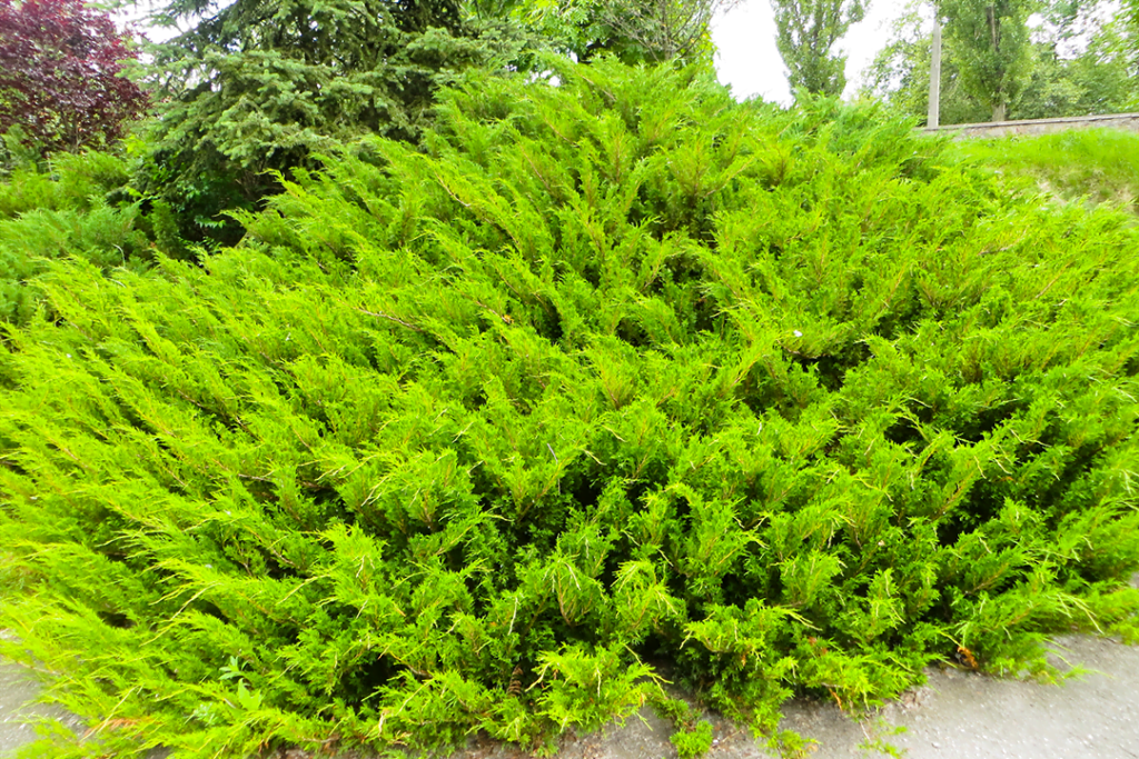 Sea Green Juniper High Tech Landscapes