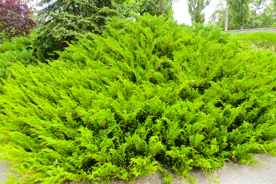 sea green juniper