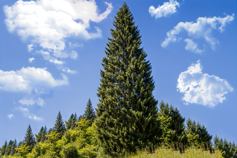serbian spruce