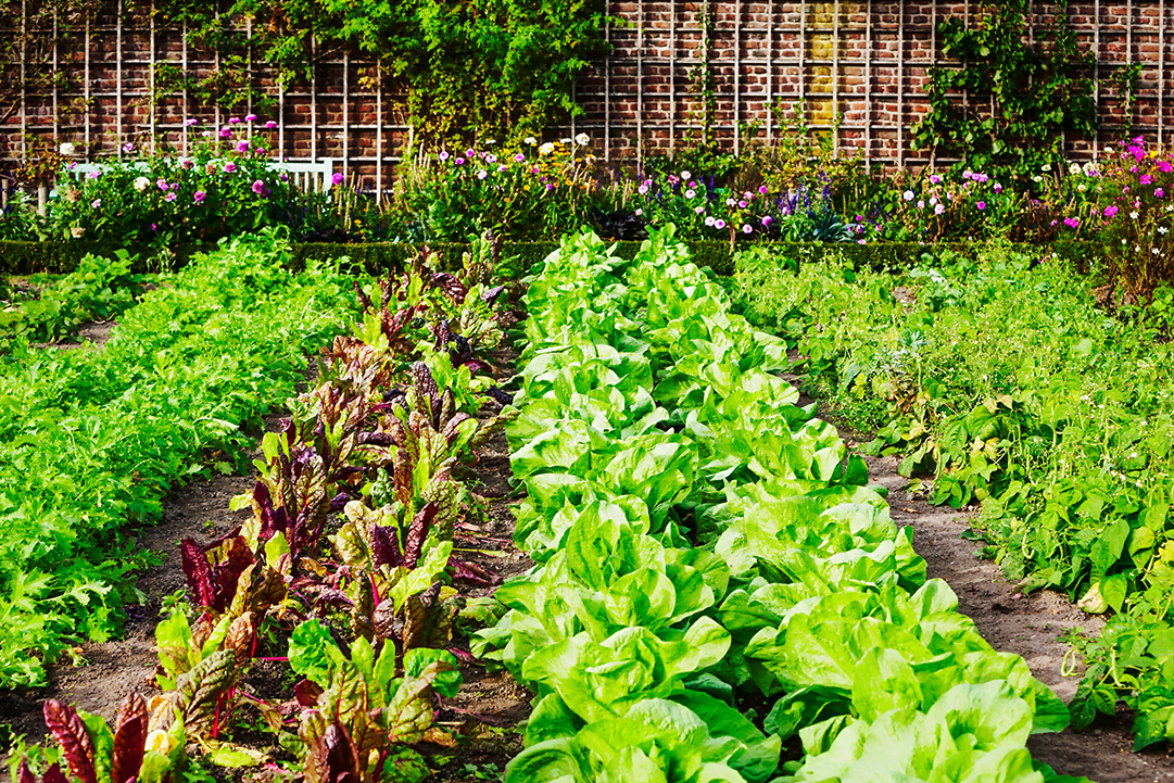 veggie garden