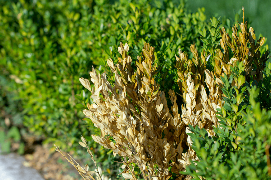 Common NJ Plant Diseases, Pests and How to Avoid Them High Tech