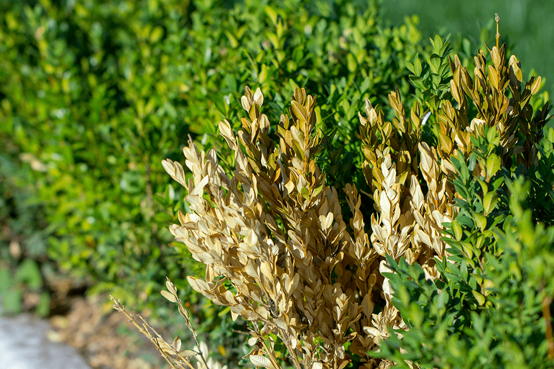 boxwood blight