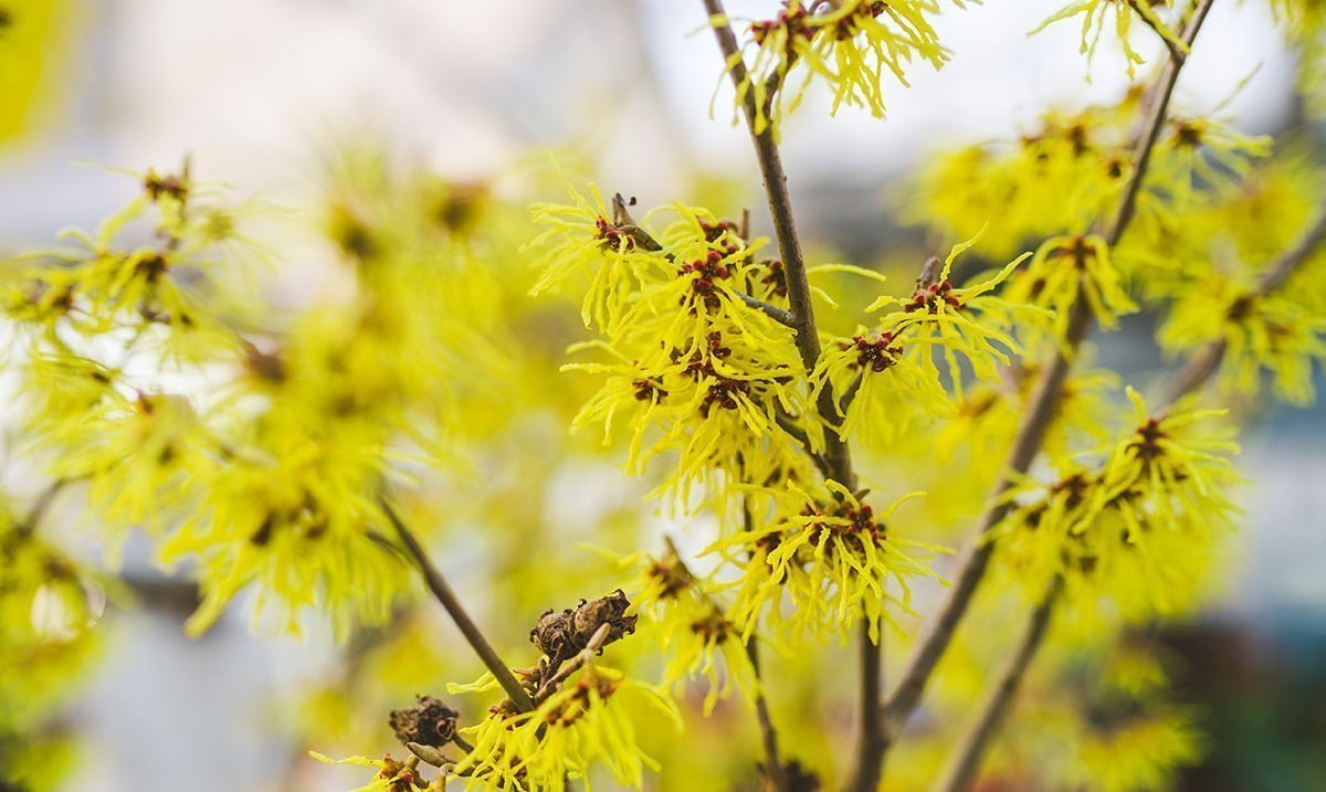 Dwarf Forsythia Flower