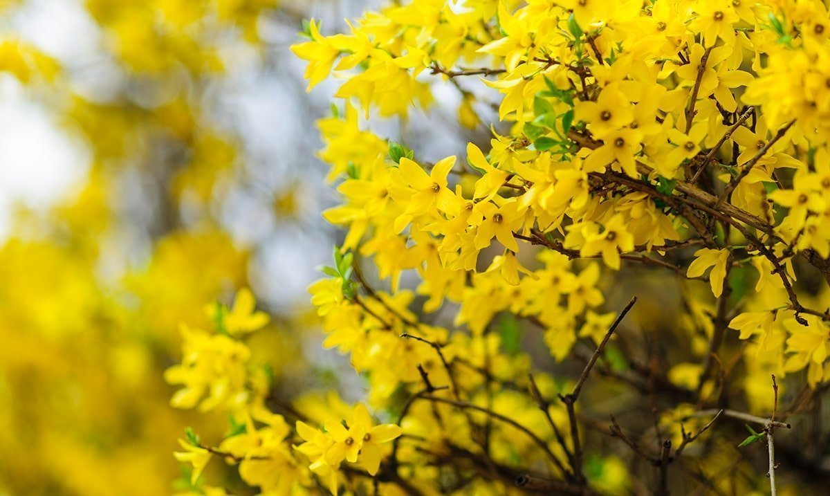 Arnold Promise Witch Hazel