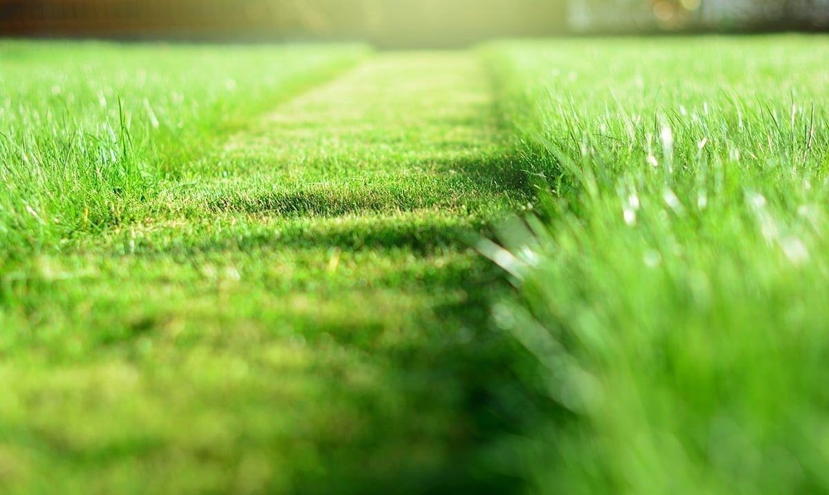 lawn care