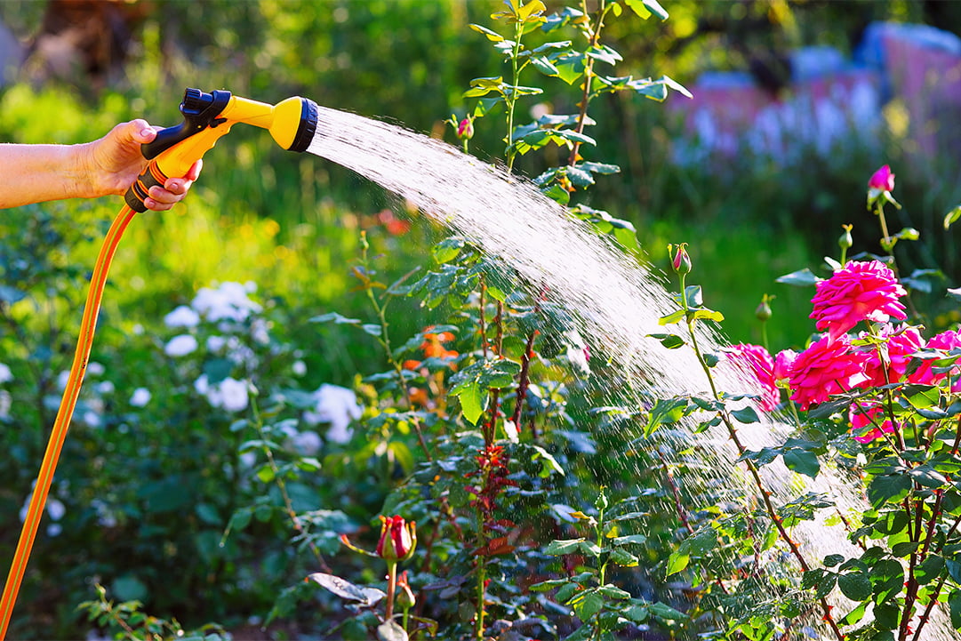 Hot Summer Watering Tips to Keep Your Home Garden Hydrated