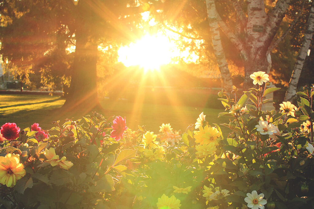 Flowers and sunset