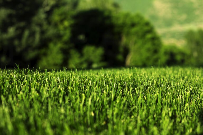 artificial grass1 1 resized