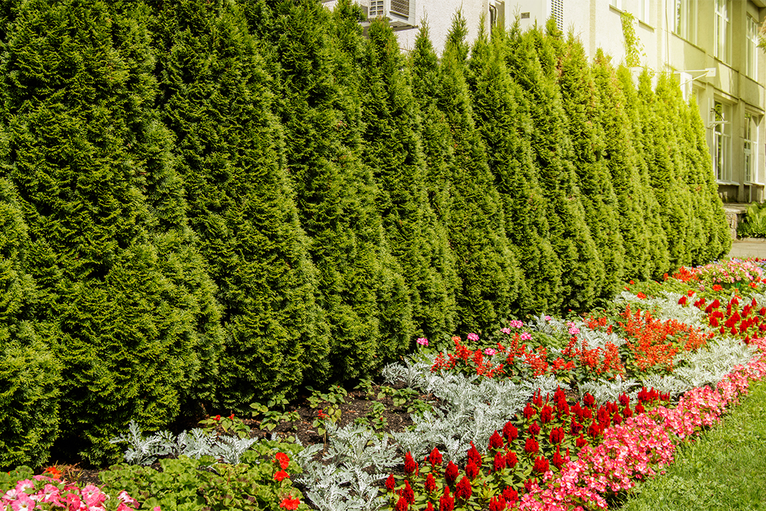 5 Creative Ways to Use Plants to Create Privacy in Your Backyard