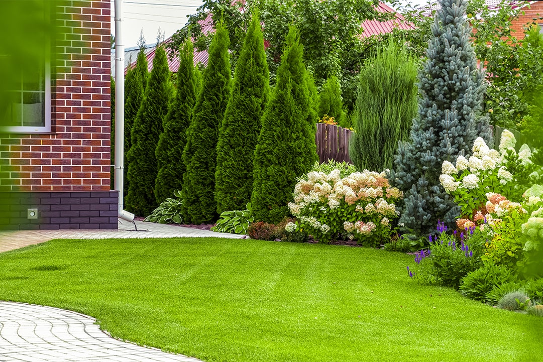 Choosing the Right Plants and Trees for Privacy in a New Jersey Yard