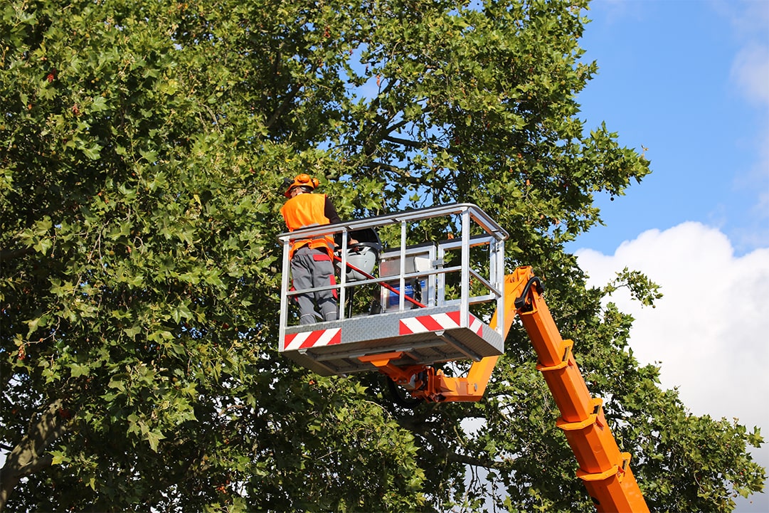 Choosing the Right Tree Service