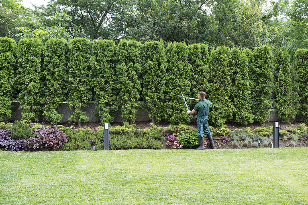 The Art of Arboriculture: Why Expert Tree Service is a Year-Round Commitment