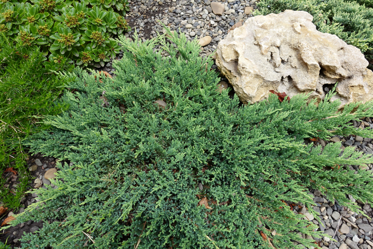 Procumbens Juniper