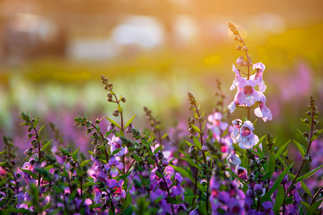 Angelonia