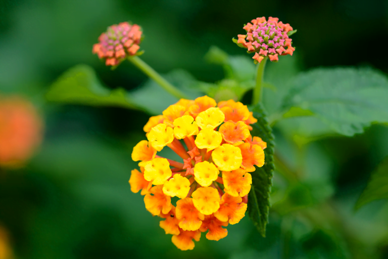 Know Your Plants - Annuals - Lantana
