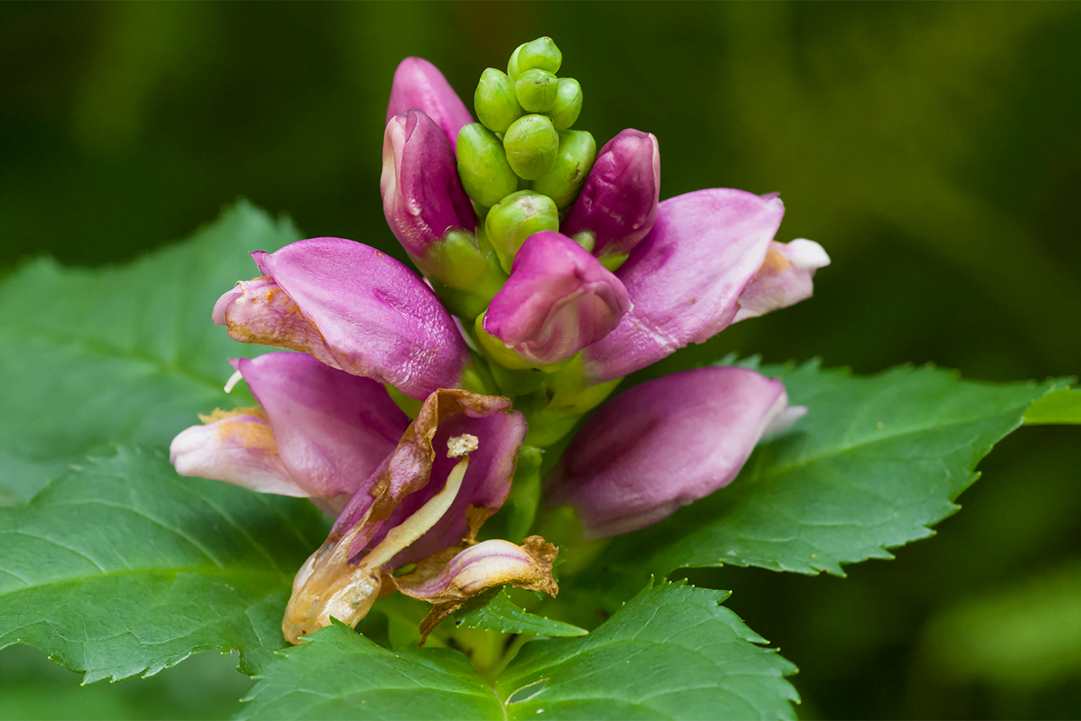 Chelone