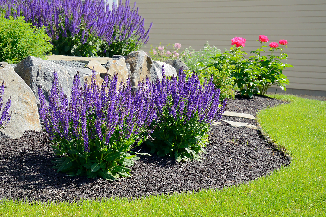 Know Your Plants - Salvia
