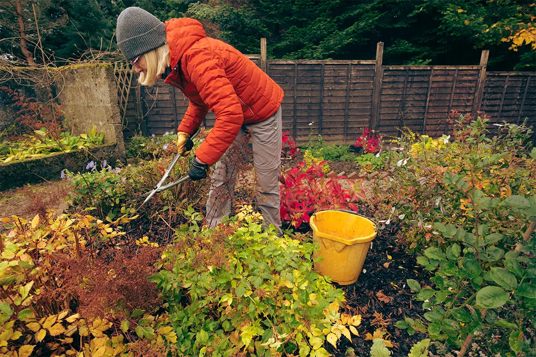 All the Fall Foliage Is Gone