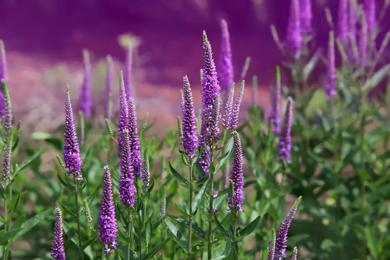 Veronica (Speedwell)